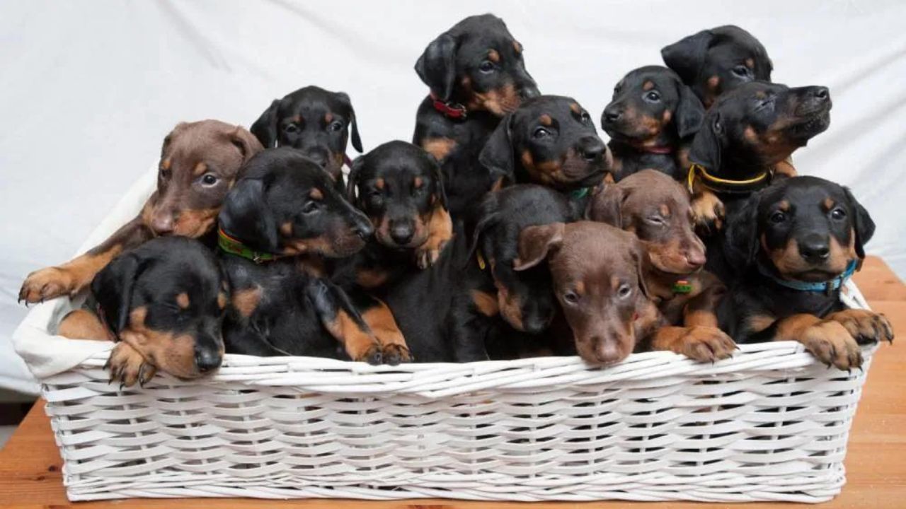 How Much Are Doberman Puppies