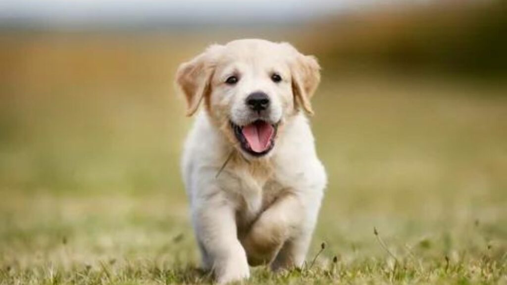 when-do-puppies-start-walking-and-opening-their-eyes