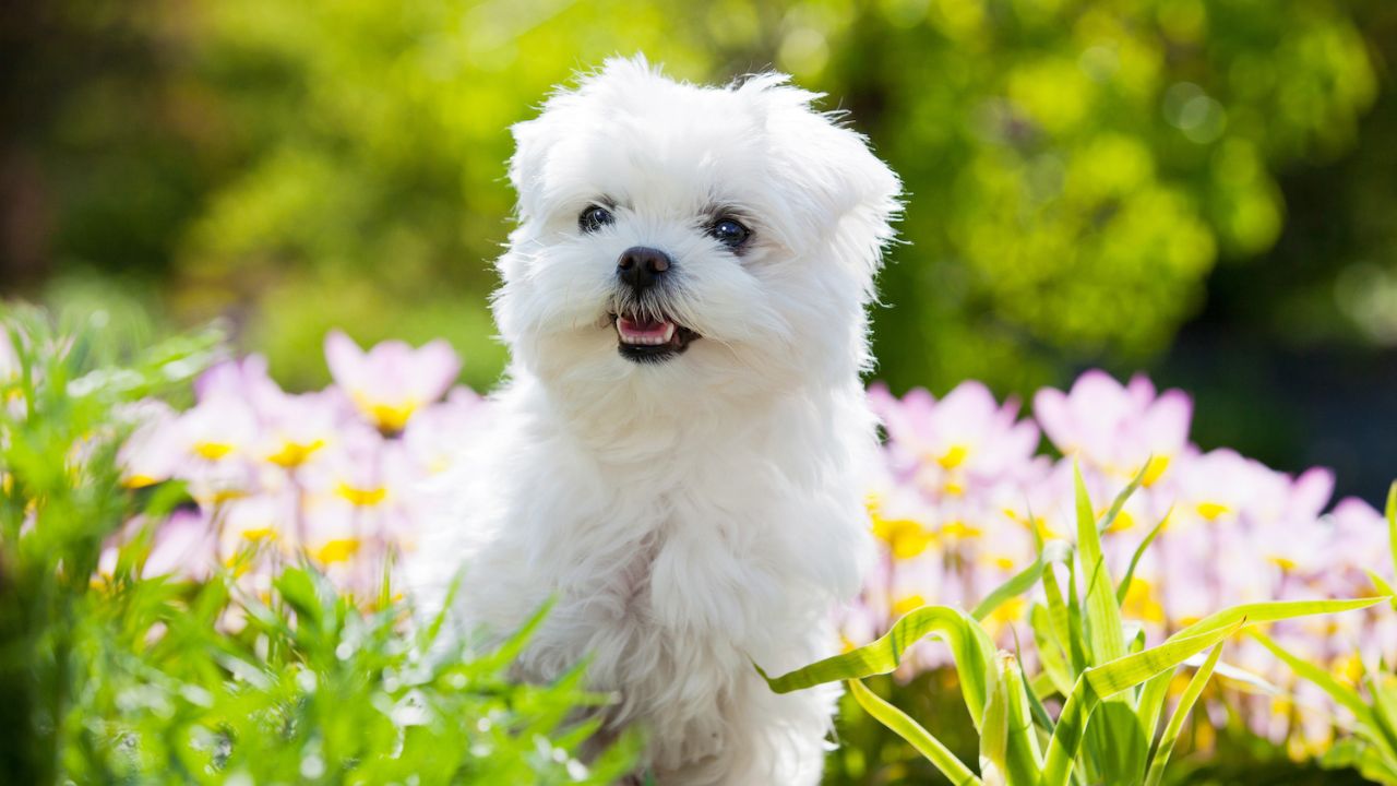 Maltese Puppy The Adorable World  : A Pet Owner’s Guide