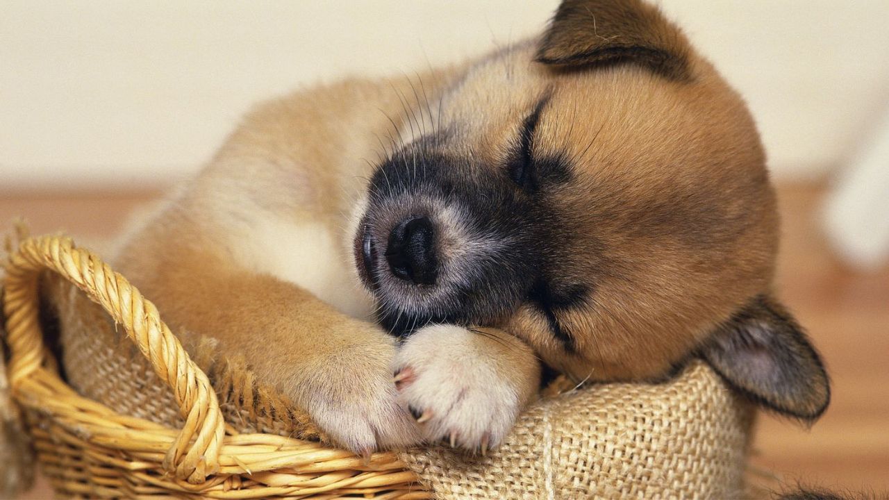 How Long Can Puppies Sleep