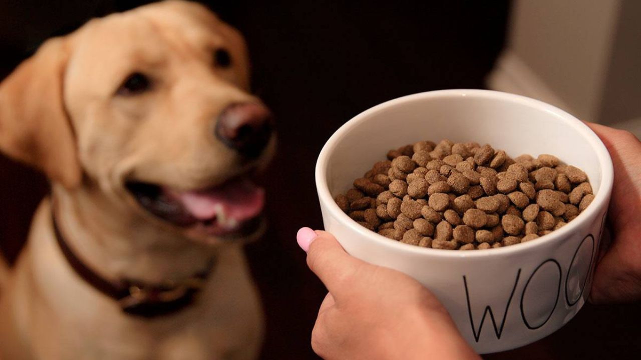 Recommended Dog Food for Puppies