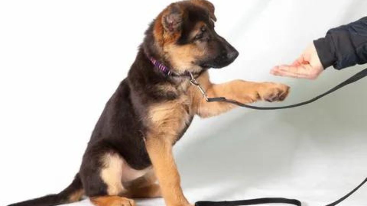 What Age To Start Training Puppies