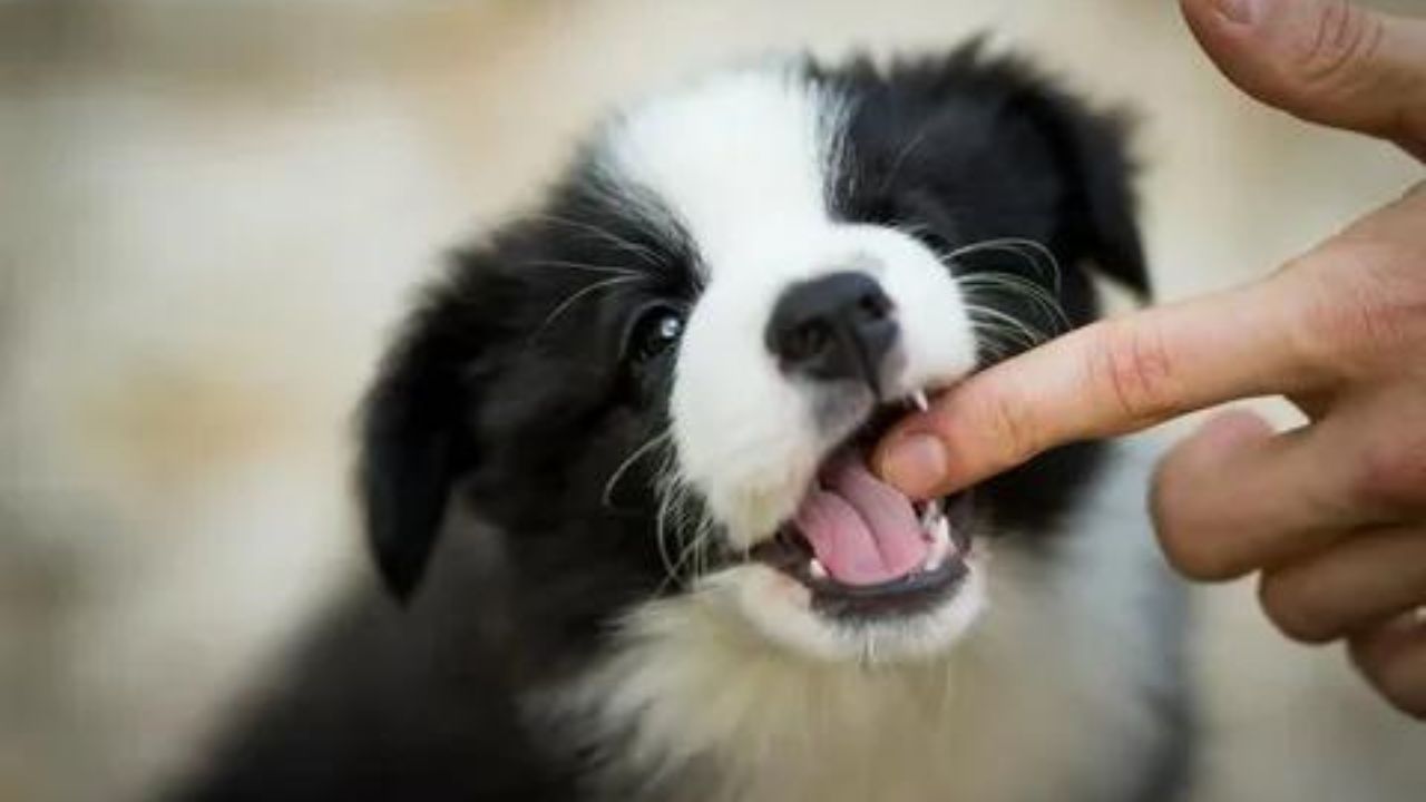 When Do Puppies Get Their Adult Teeth?