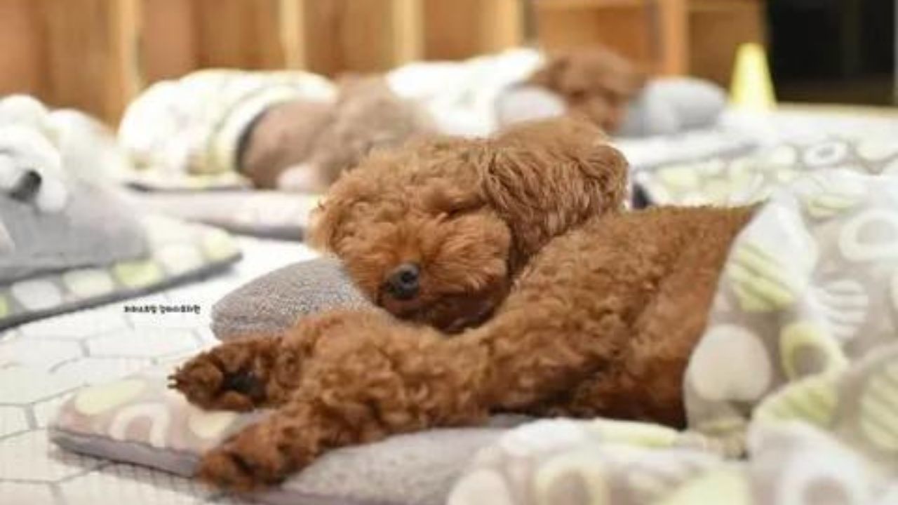 how-to-help-puppies-with-sleep-regression