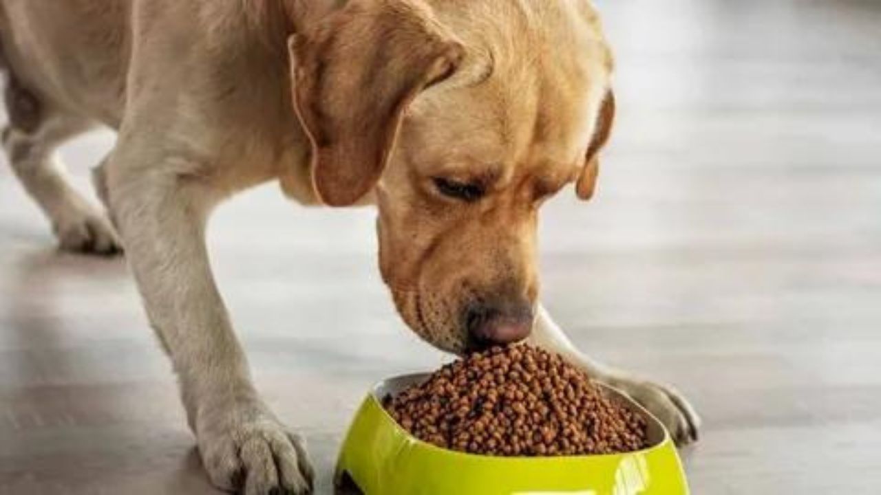 how-long-for-dog-to-digest-food-and-poop