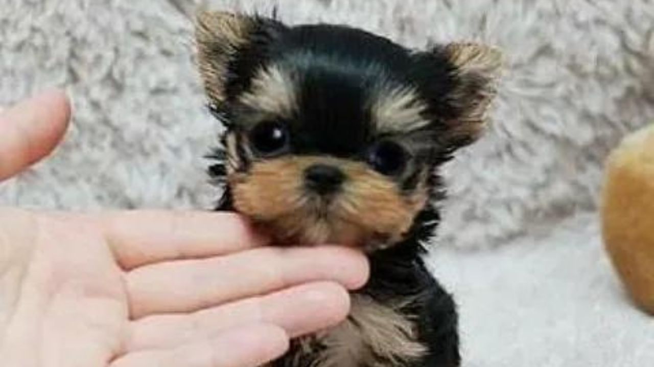 How To Care For A Teacup Yorkie Puppy