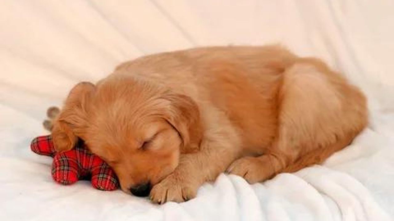 How To Help Puppies With Sleep Regression
