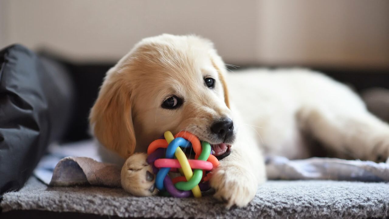 What Dog Toy Is Good For Dogs?