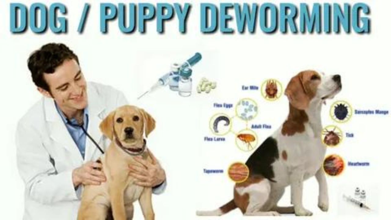 when-to-deworm-puppies