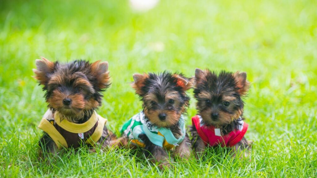 Yorkie Puppies in My Area