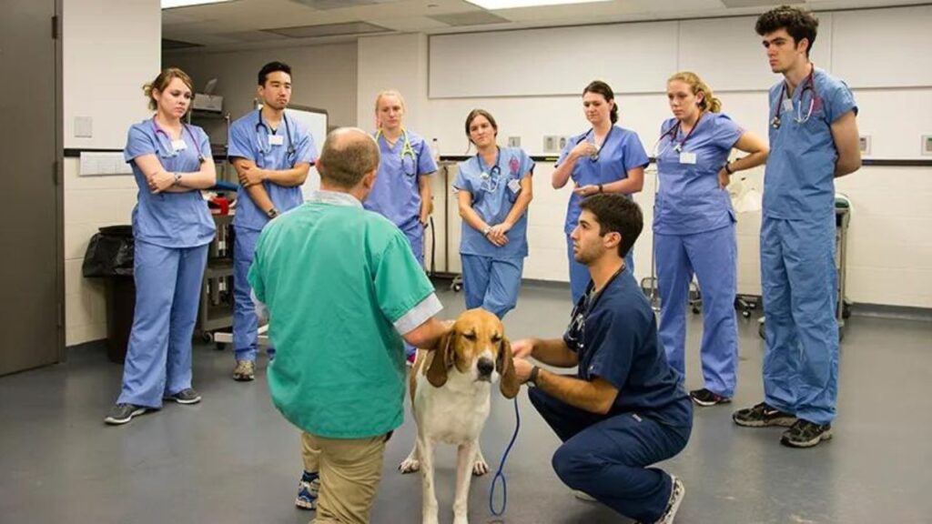 Consulting a Veterinarian doctors
