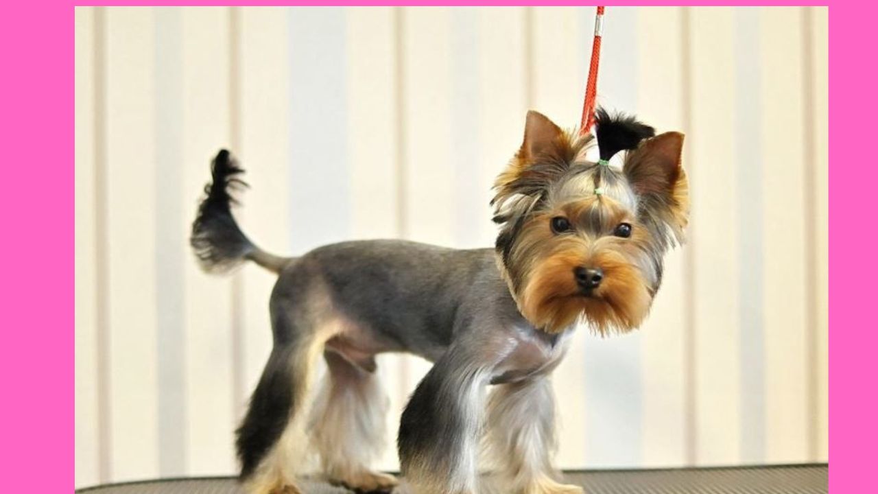 How Much for a Yorkshire Terrier's Average Weight?