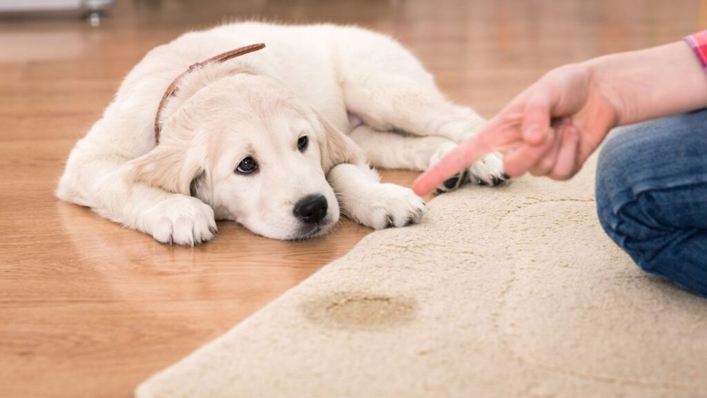 Practical Training Techniques To Prevent Indoor Dog Urination