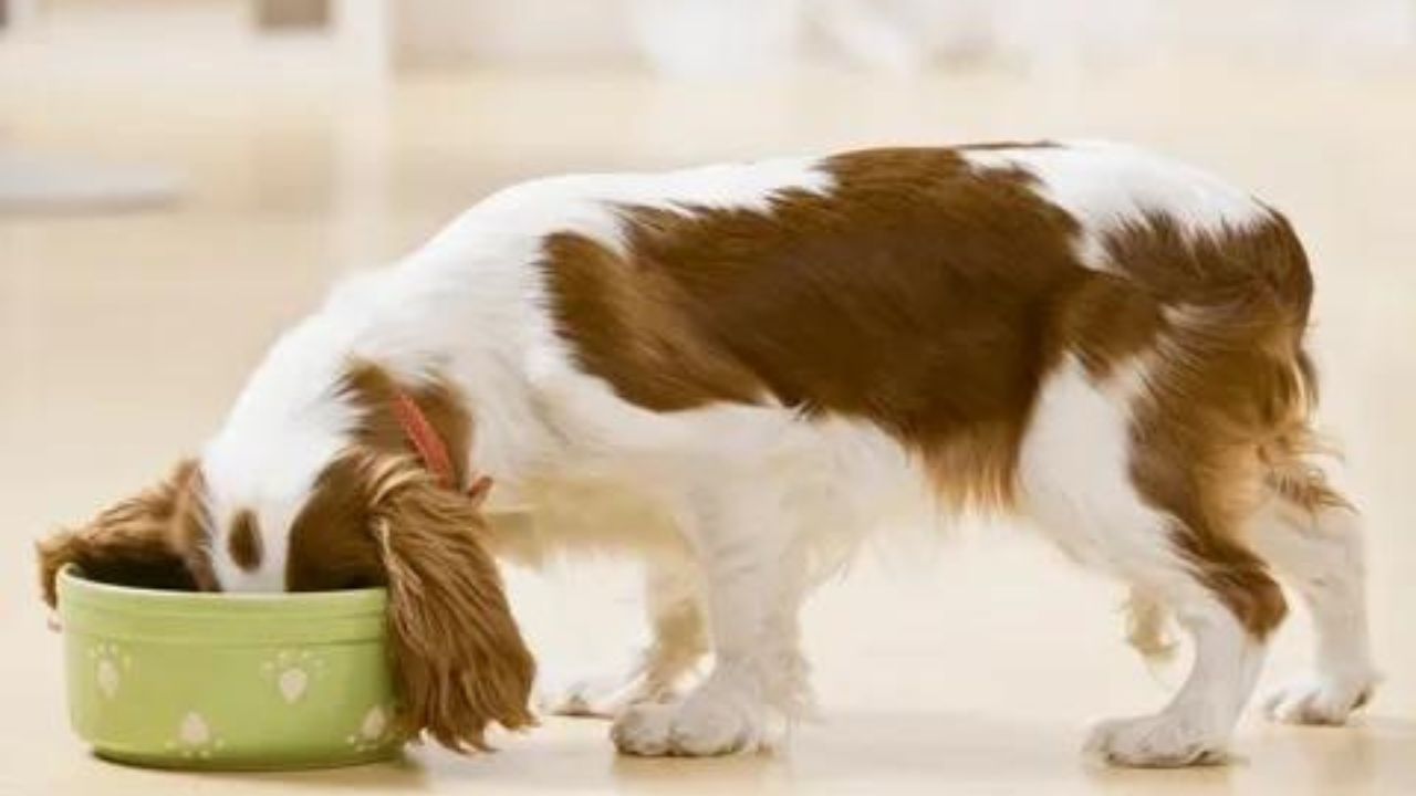 Best Puppy Food for a Sensitive Stomach