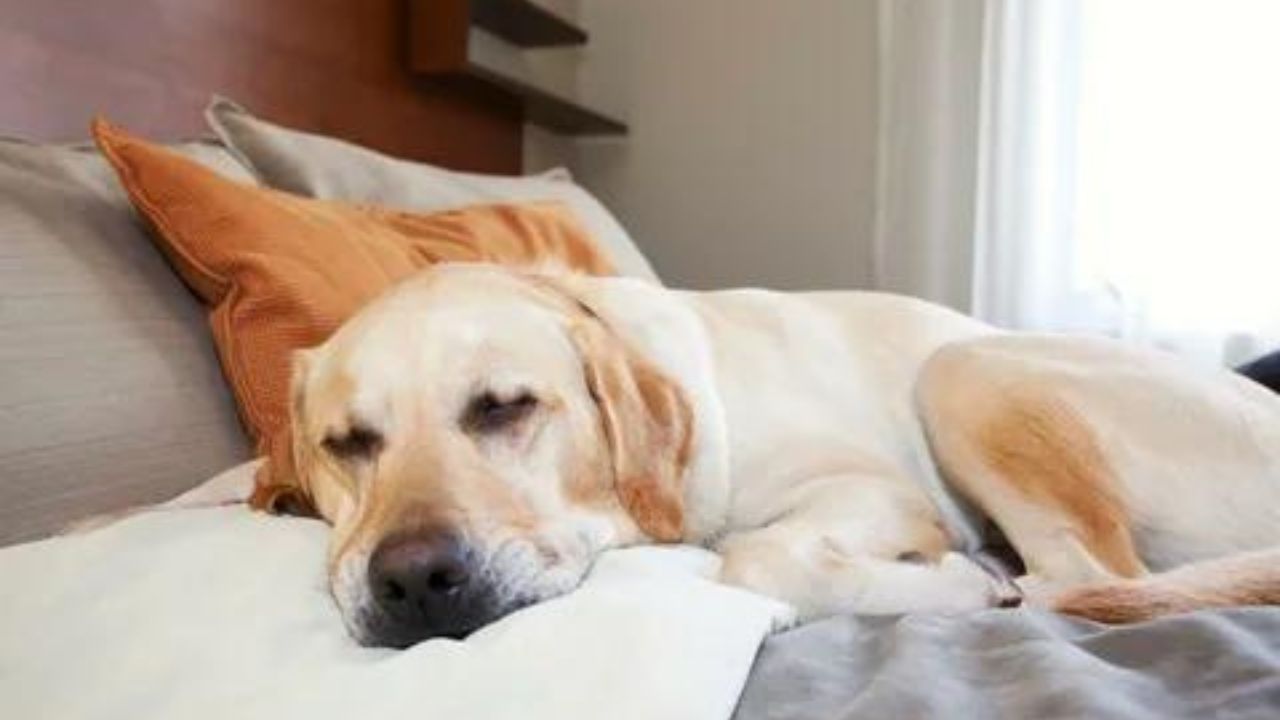 Adjust Puppy Sleep Patterns For Daylight Saving Time