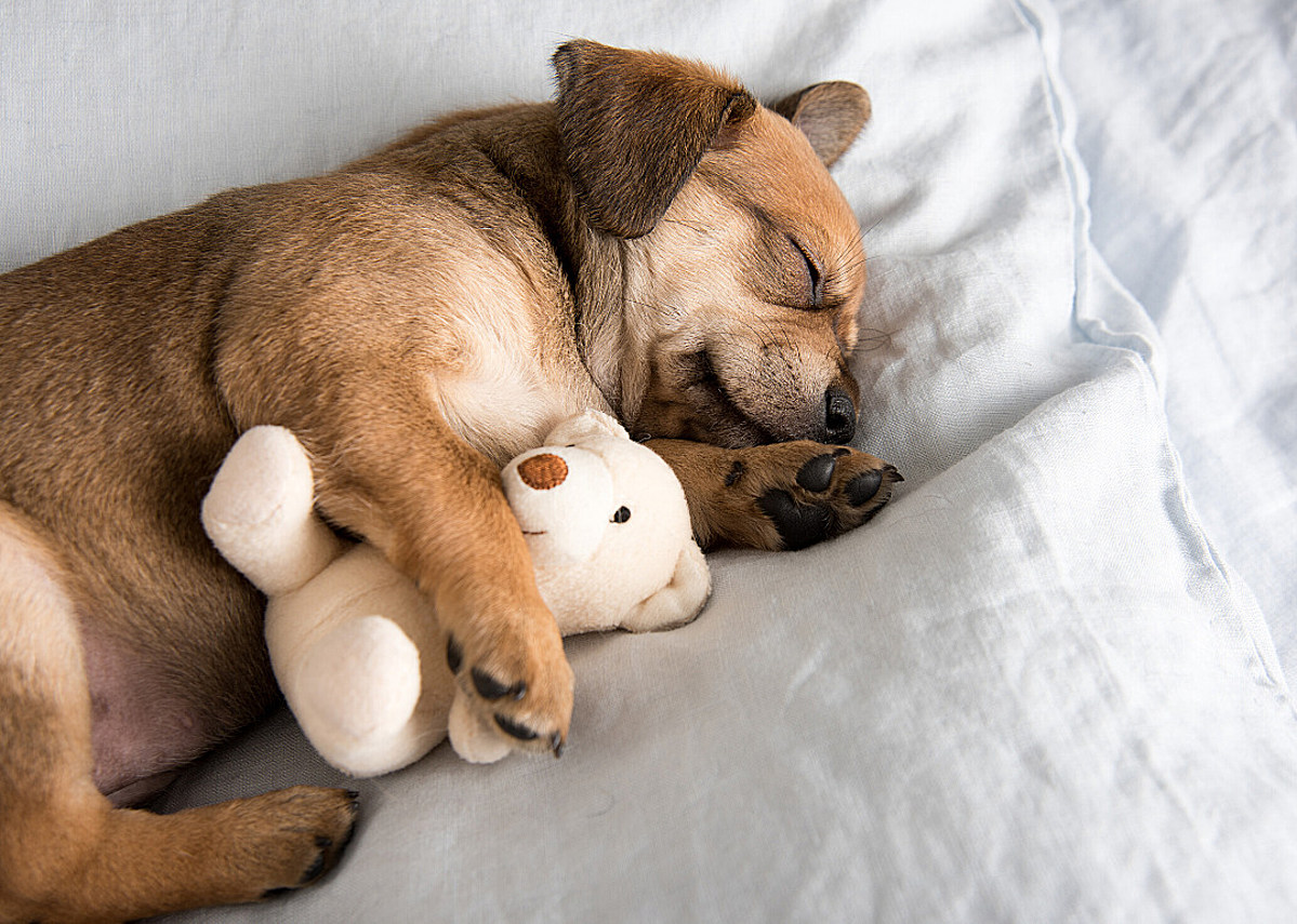 Sleeping requirements for puppies At Different Ages