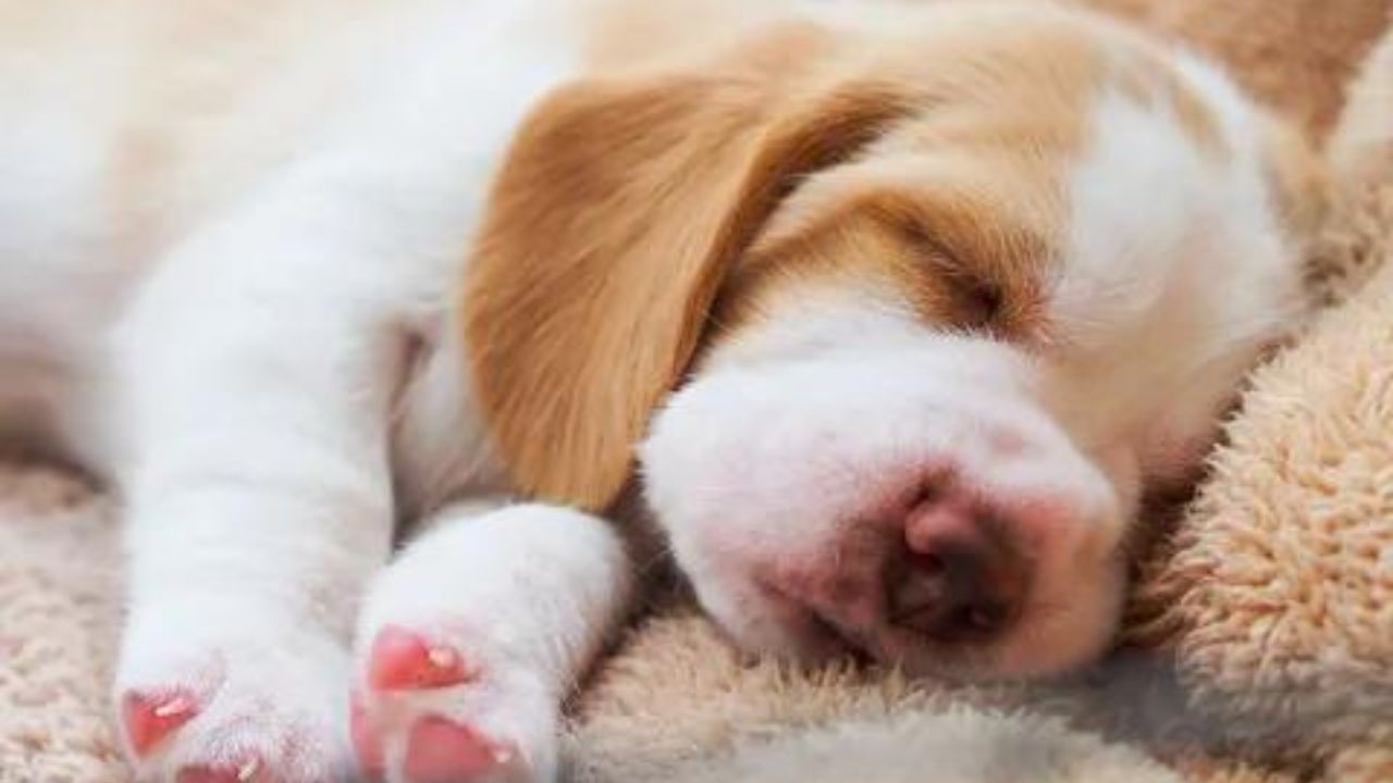 What Affects Puppy Sleep Quality?