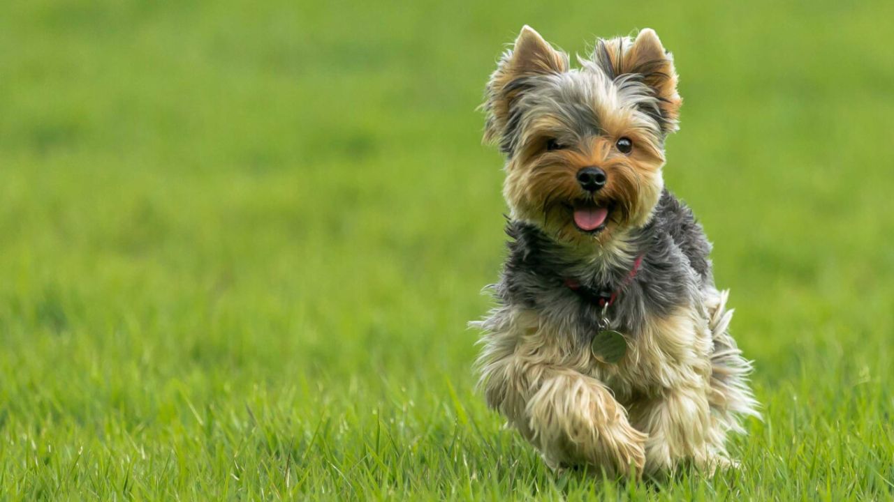 What Are Yorkshire Terriers’ characteristics?