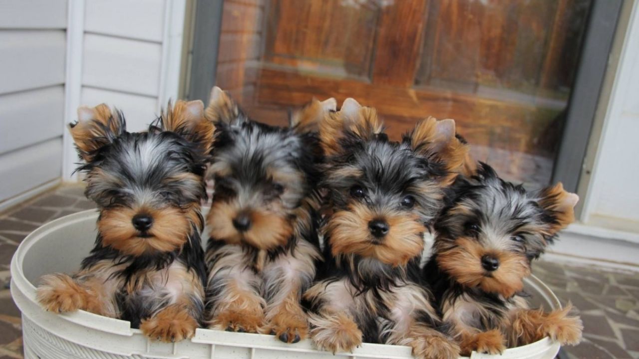 Yorkie Puppies What to Know
