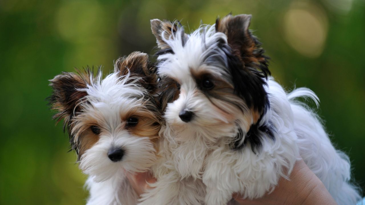 Yorkie Puppies in My Area