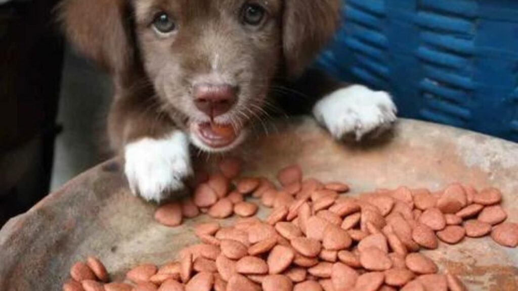 puppy-food-for-a-sensitive-stomach