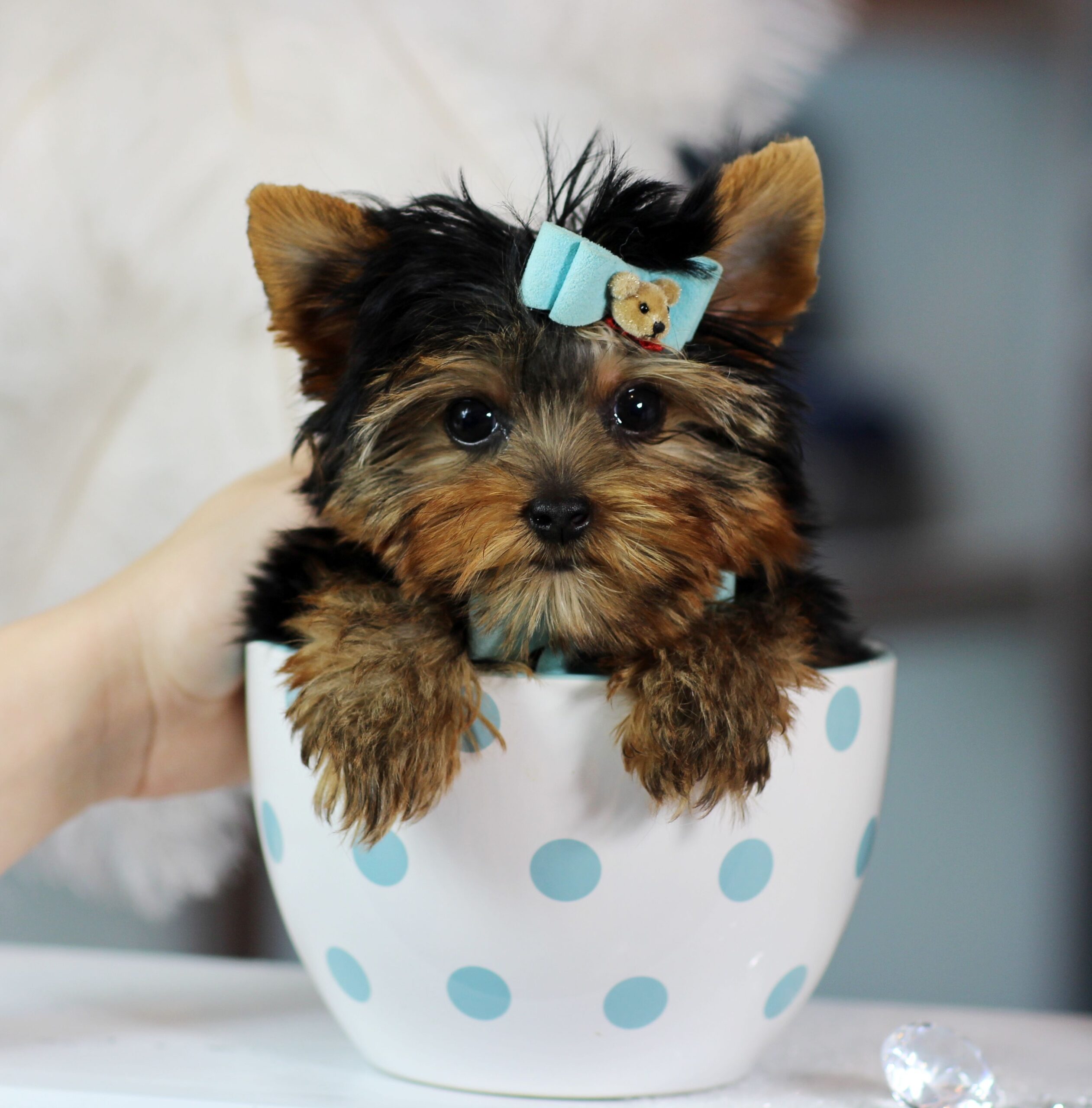 Teacup Yorkie Health Issues: The Ultimate Guide