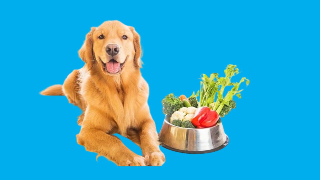 what foods are healthy for dogs